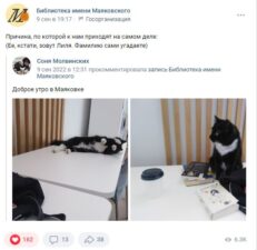 Кошка Лиля, живущая в библиотеке им. Маяковского